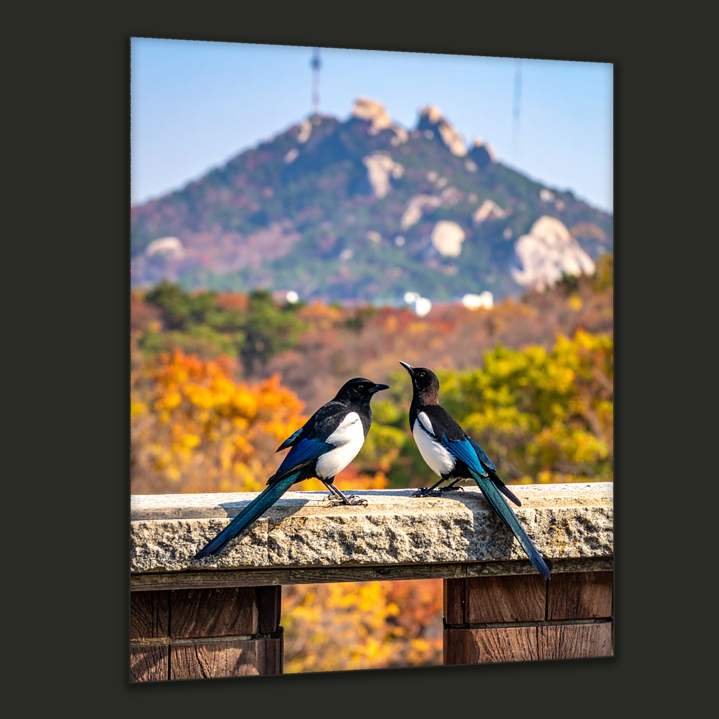 Magpies of Bukaksan (Metal Art Edition)